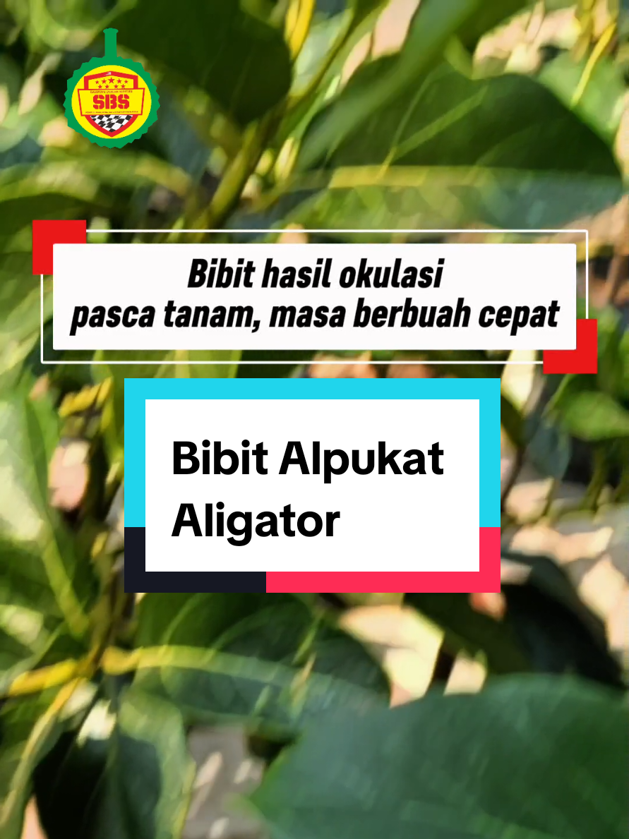 @Produksi Buah_SBS