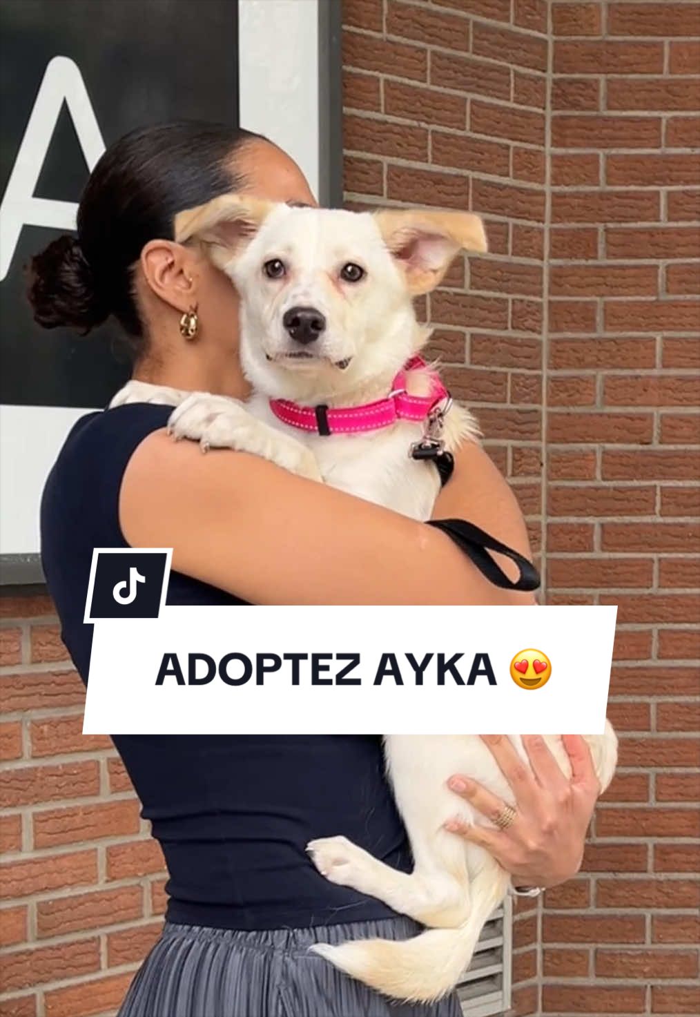 @Montreal SPCA