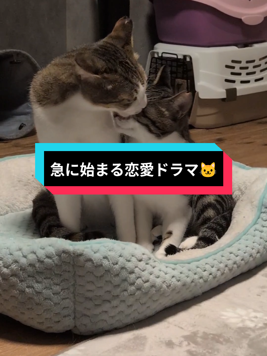 @にゃんご🐱