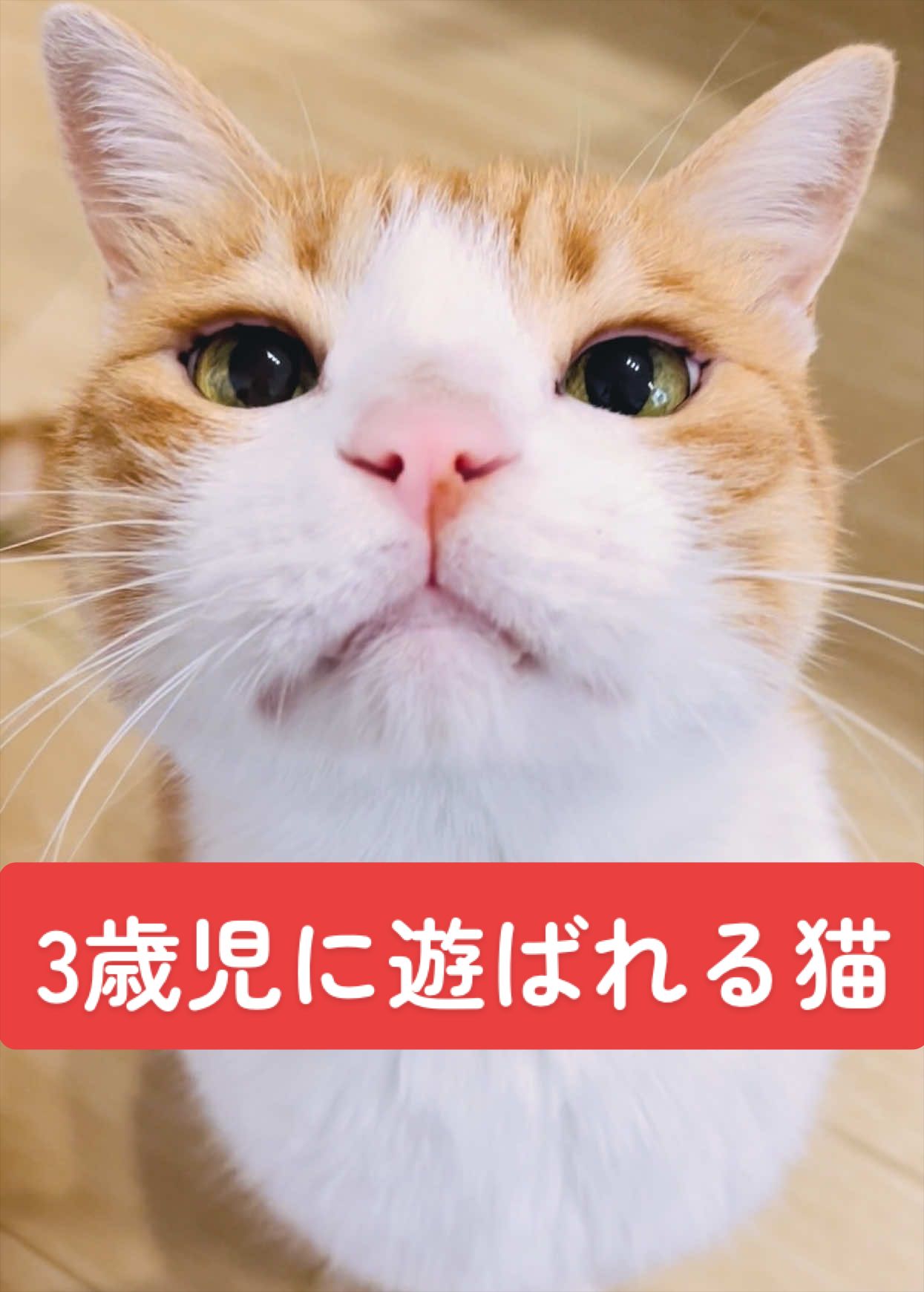 @みーこchannel