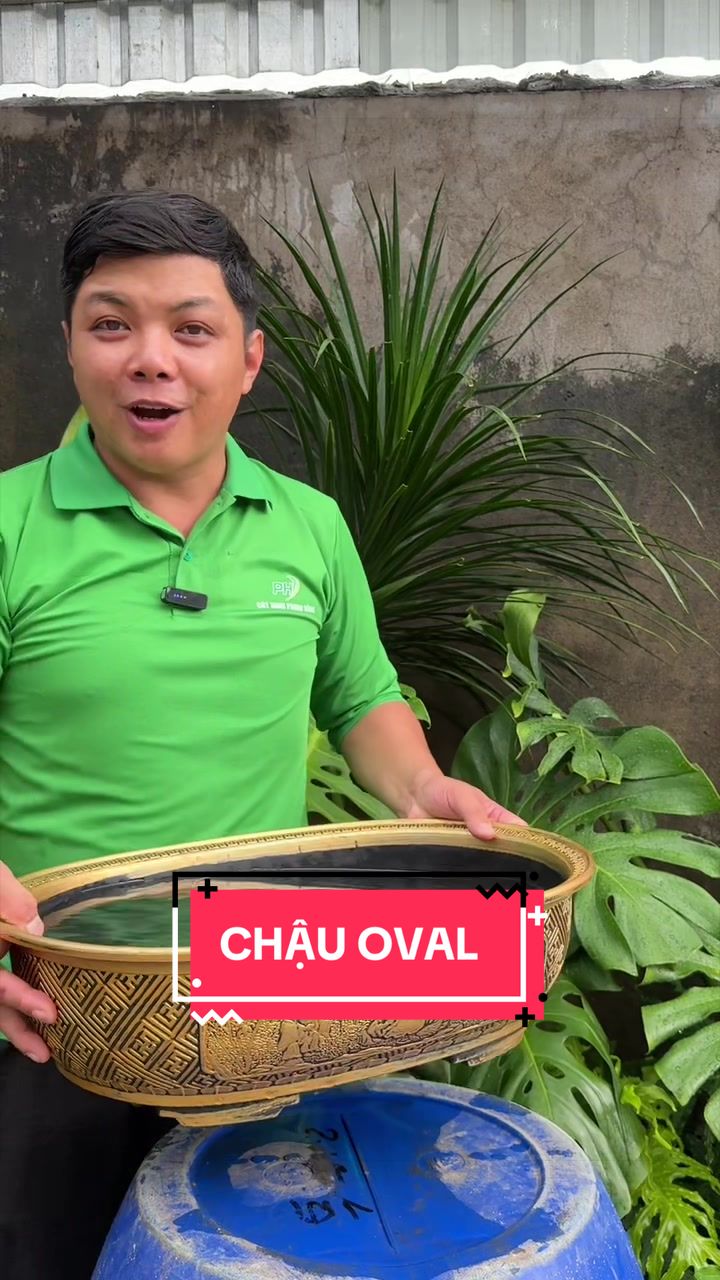 @Cây Xanh Phong Hồng
