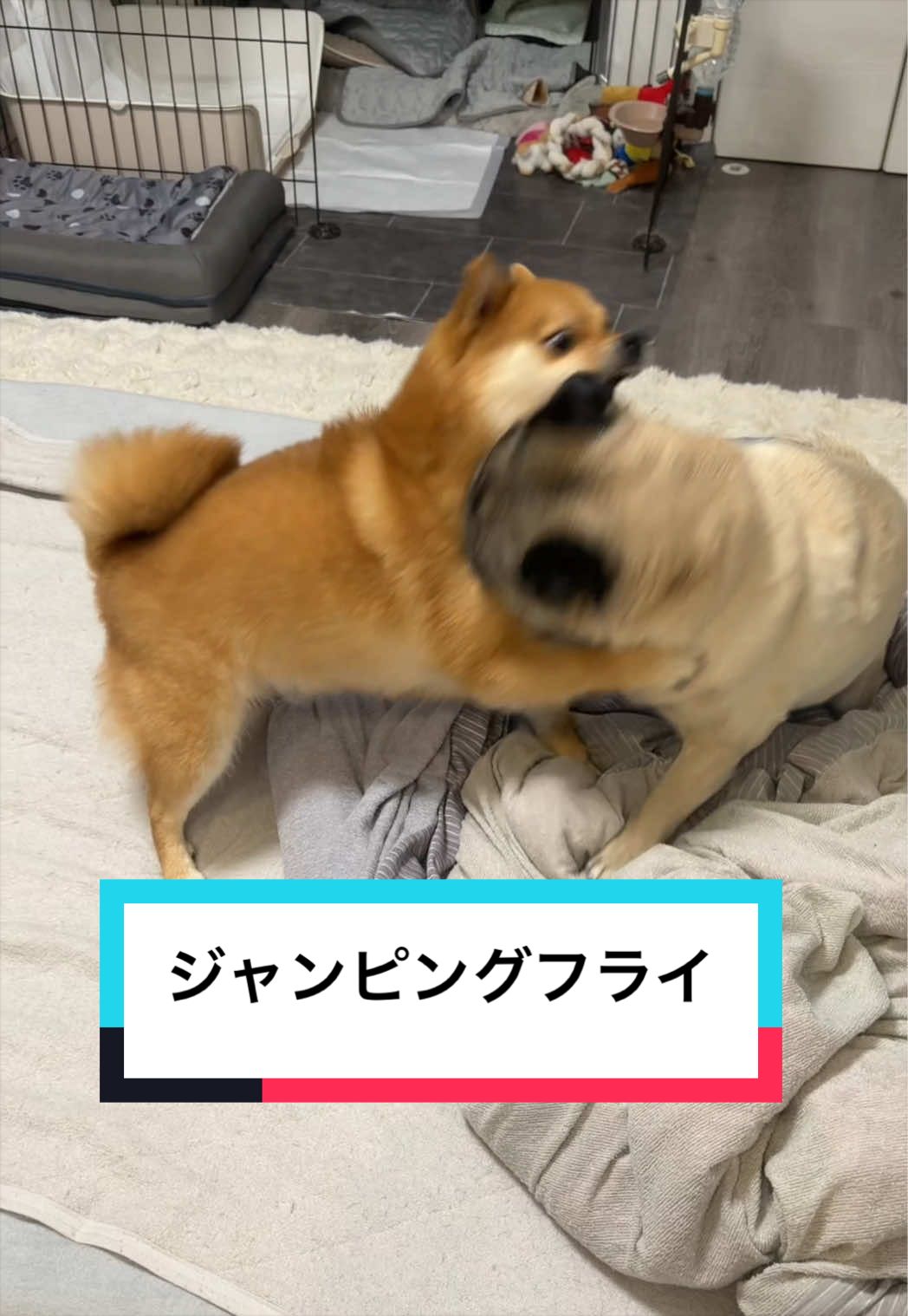 @🐶とん&ぺっぺこぺー🦊