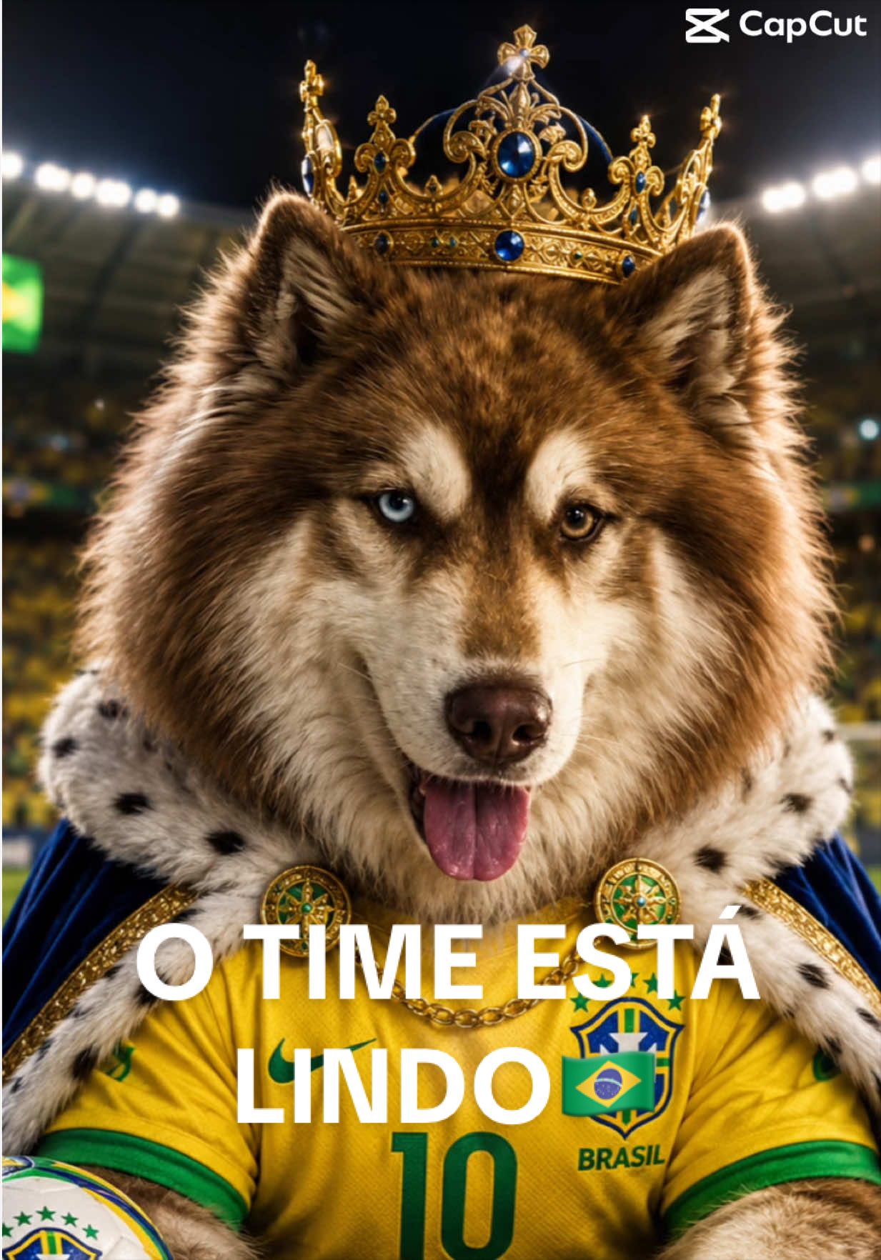 @Brazilian Pomsky