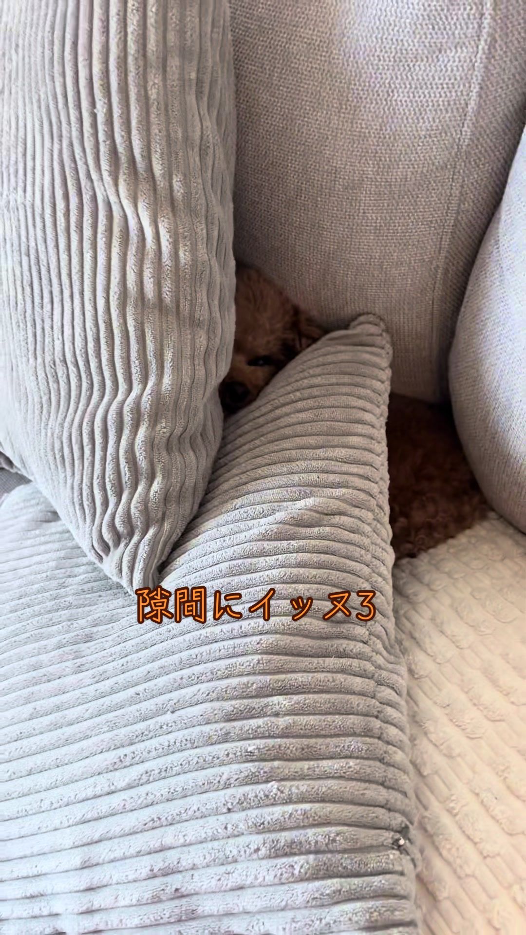 @しゃこたん犬ぽこ🐶🐰with子分