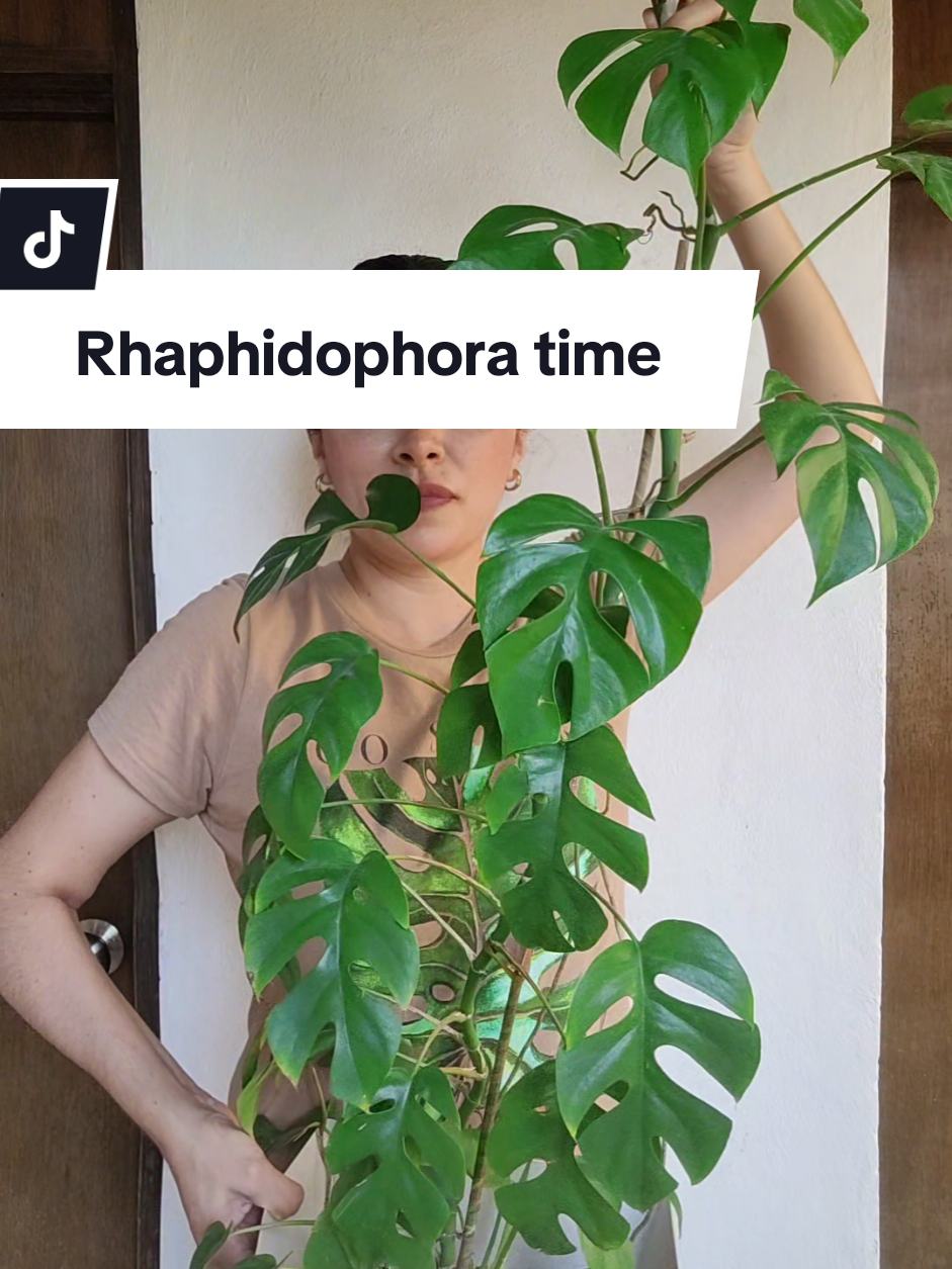 @Plantología🌿