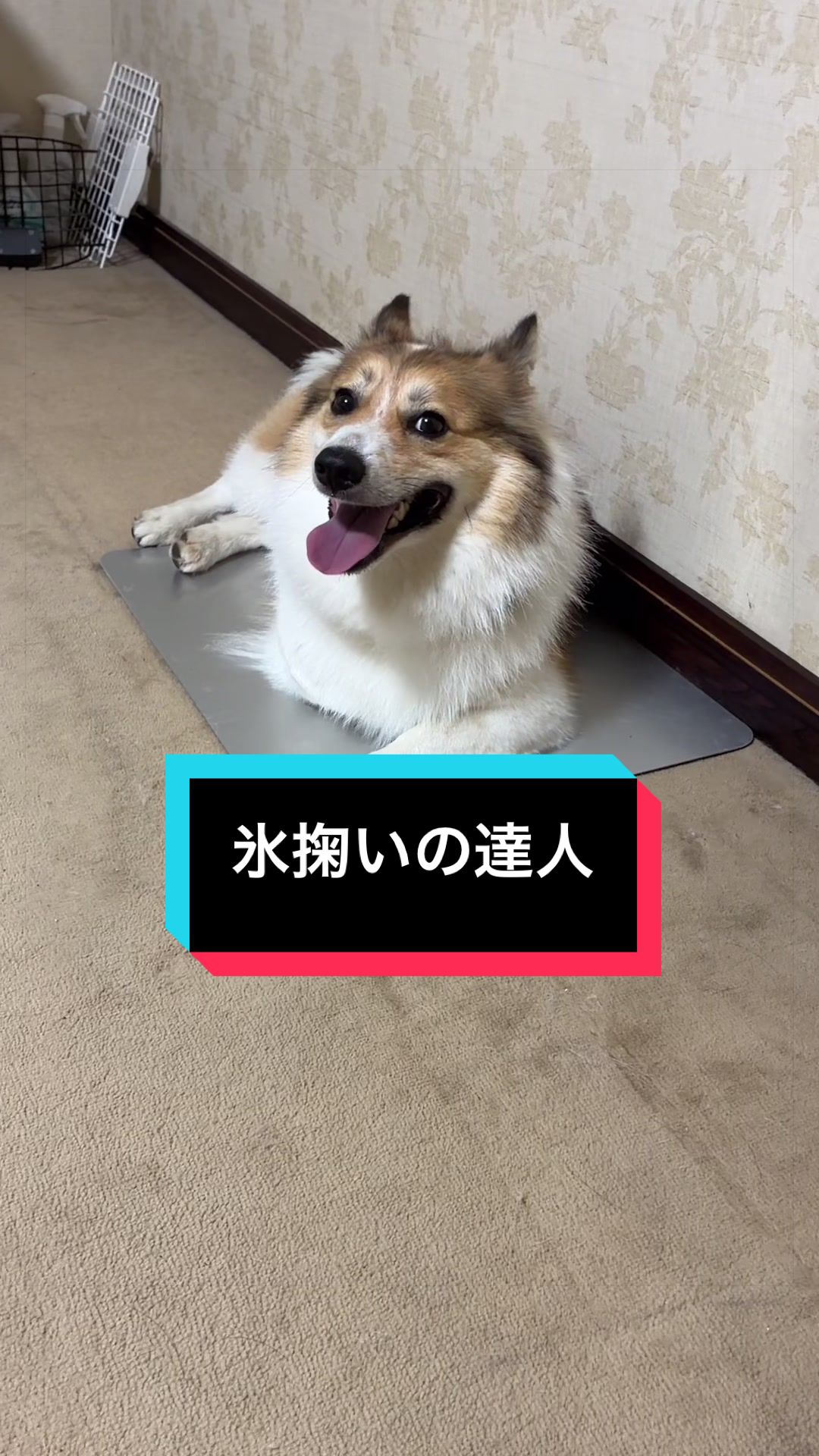 @サクサクビスケット