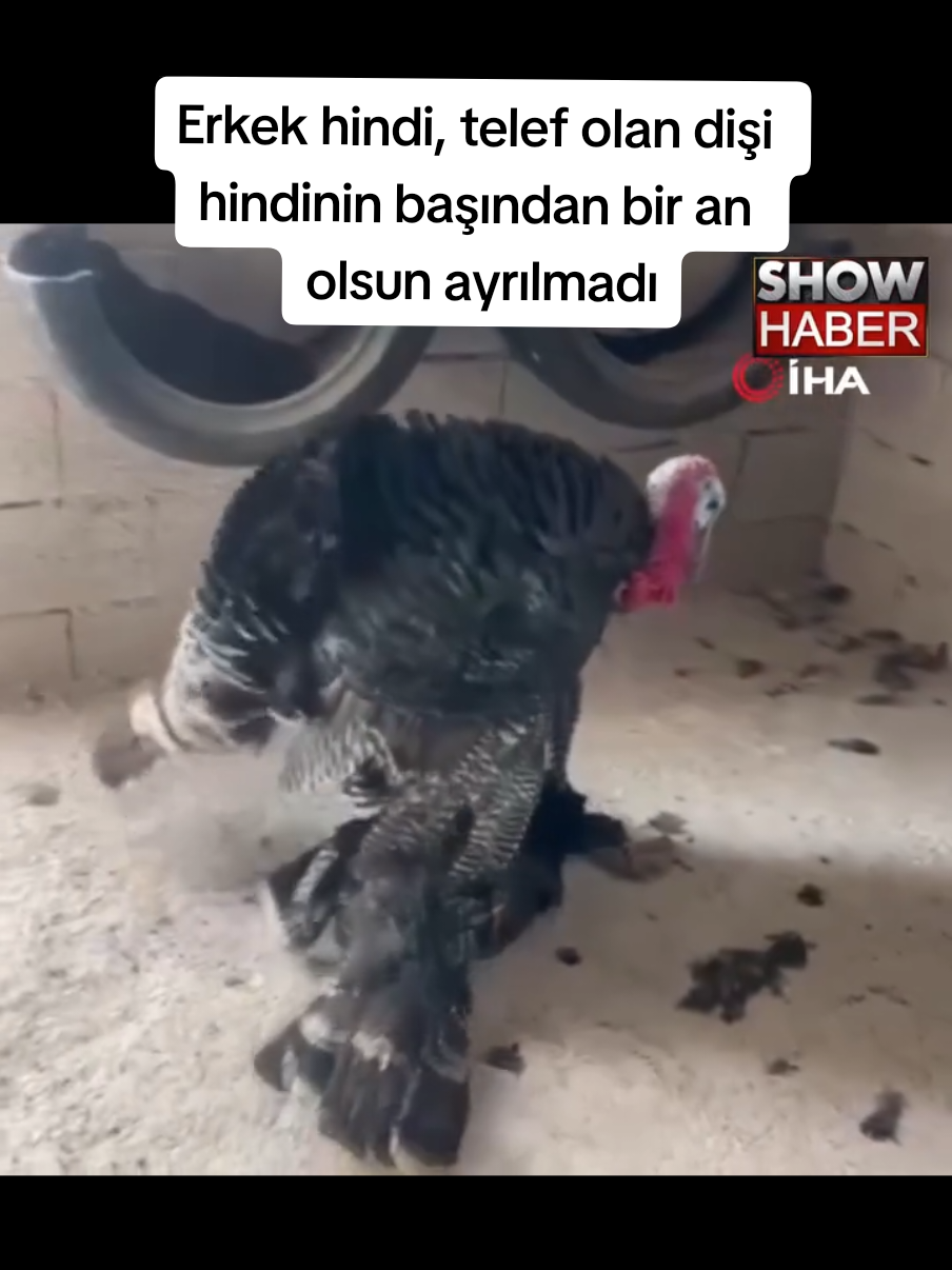 @Sorgunadair