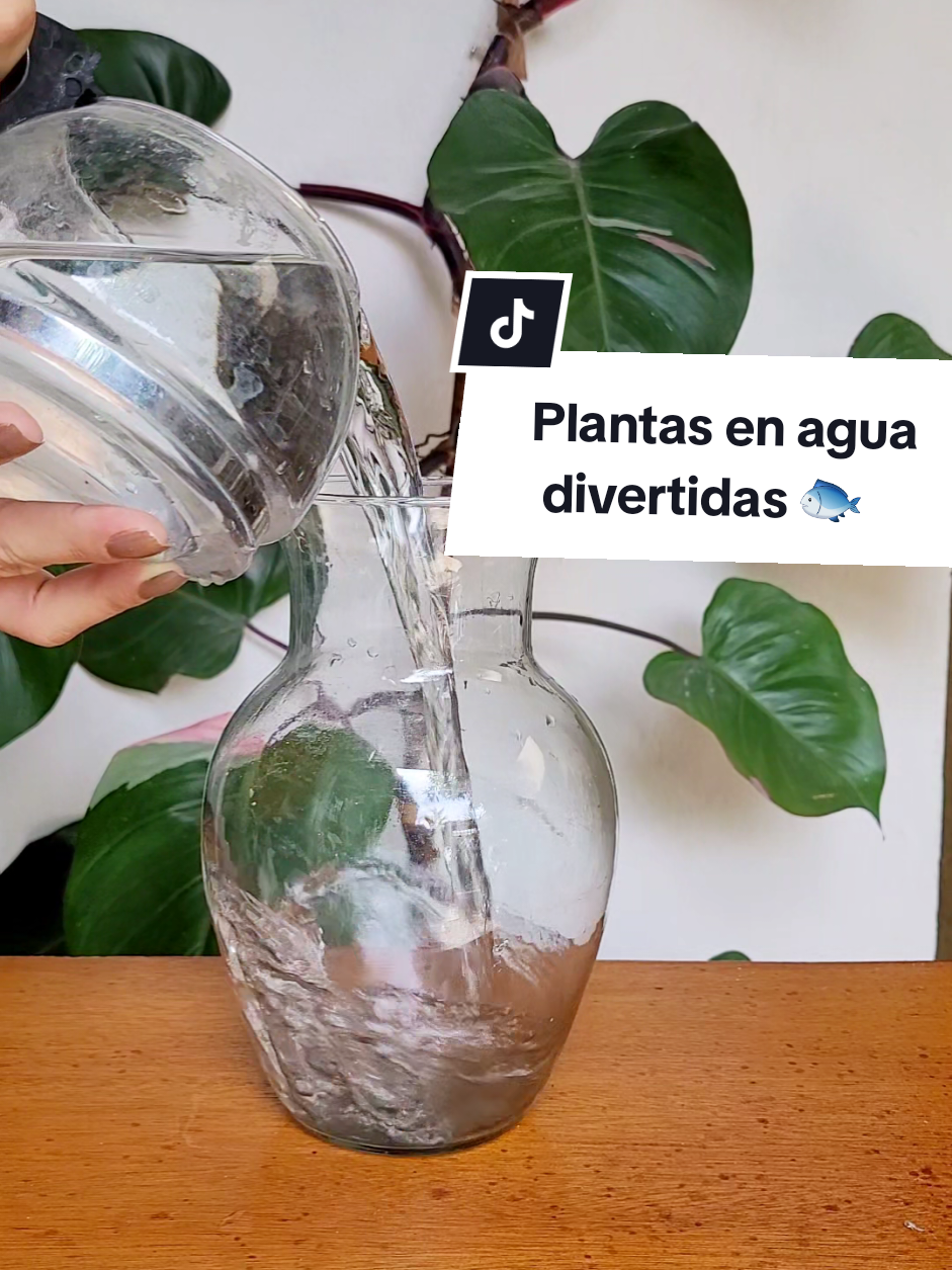@Plantología🌿