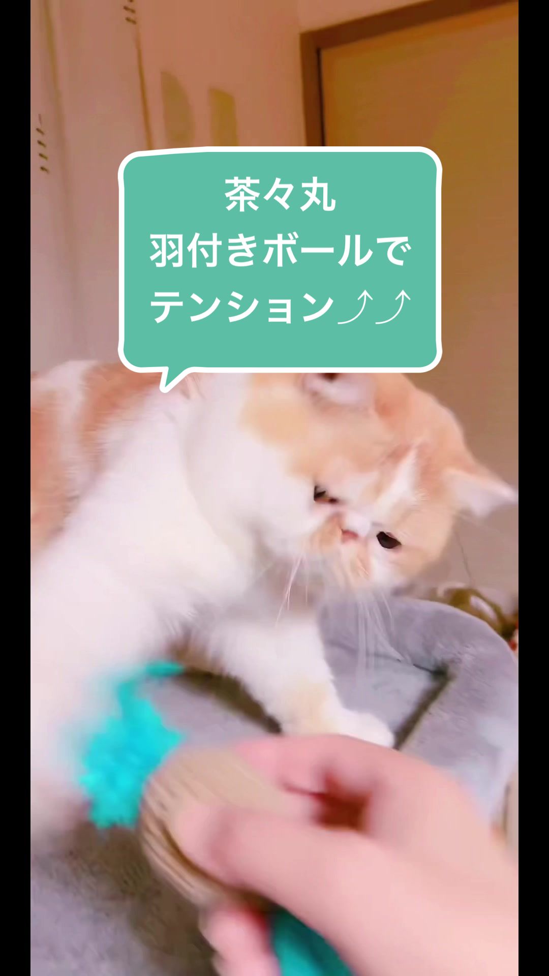 @chataro🐾🍯family