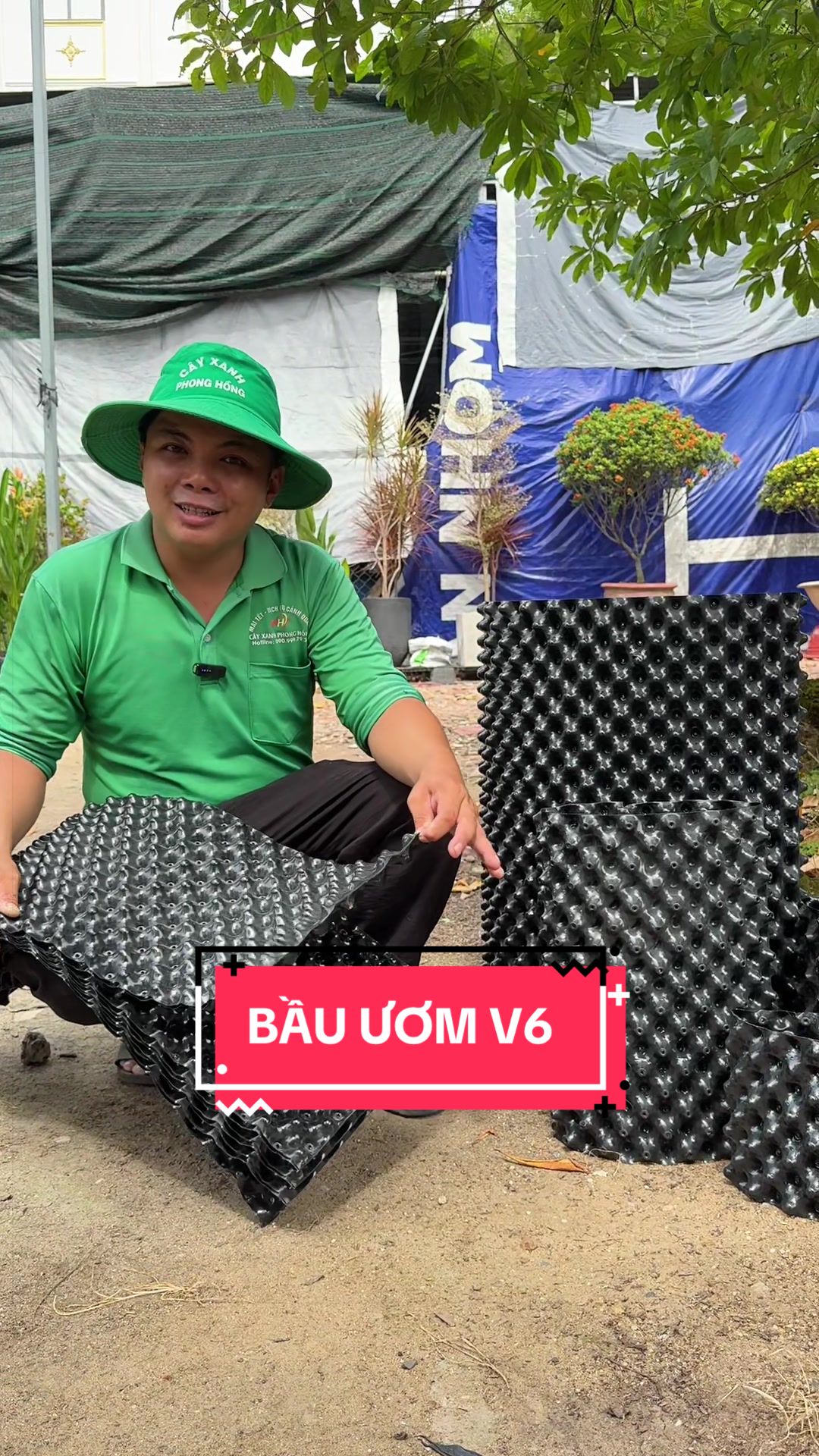 @C&acirc;y Xanh Phong Hồng