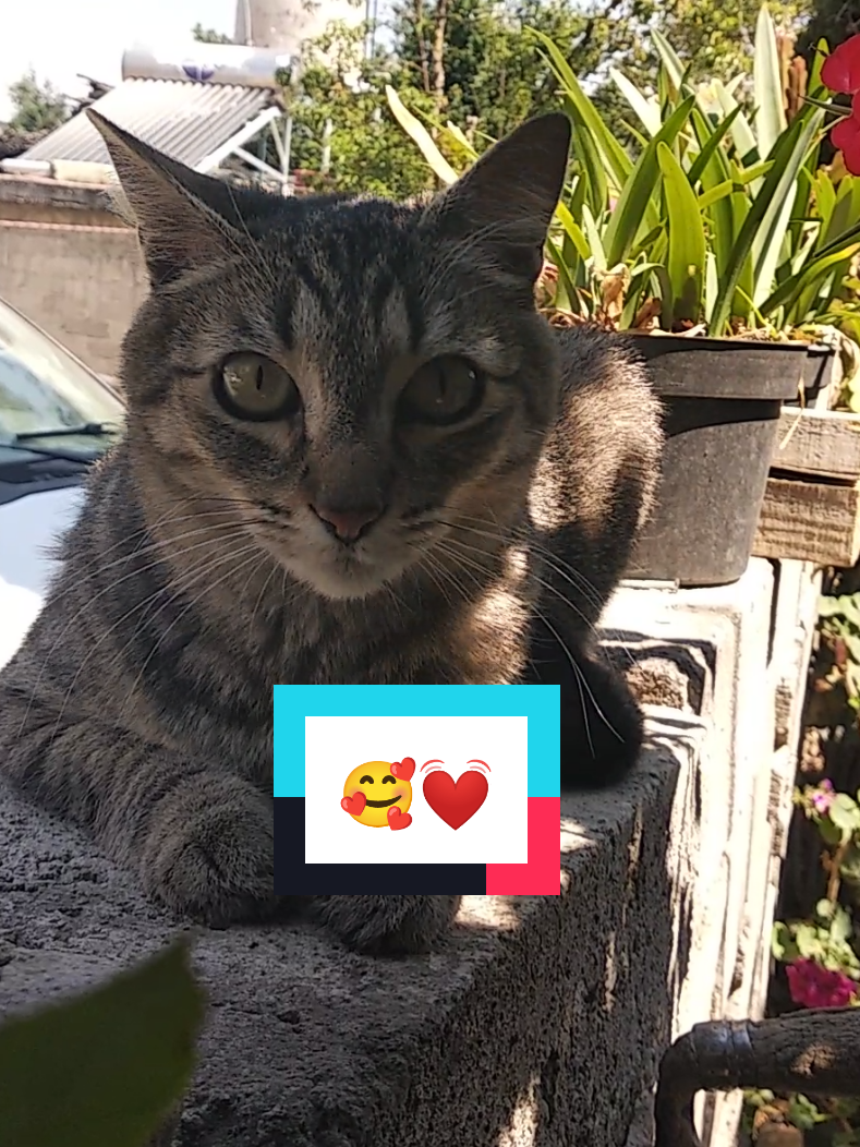 @Lunita🐱🌜