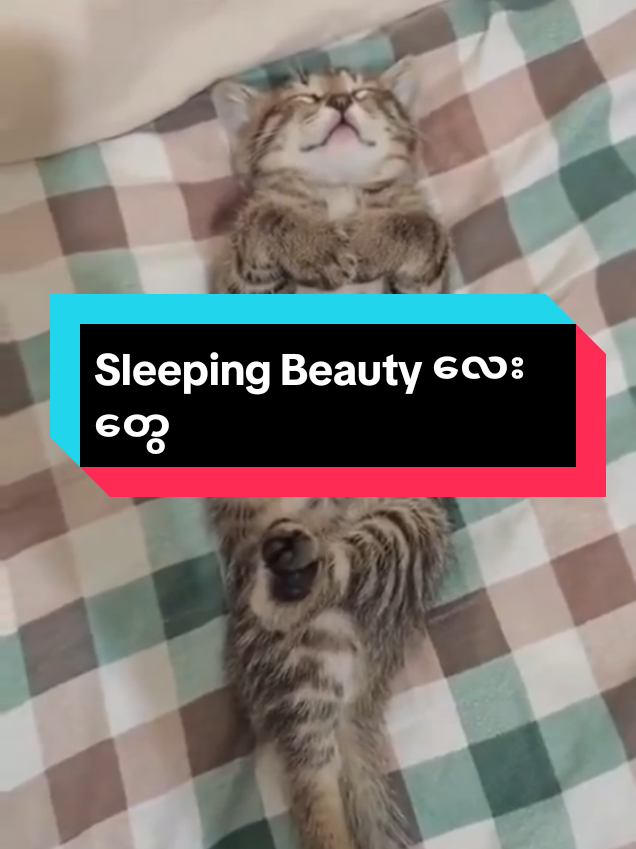 @MeowMagic