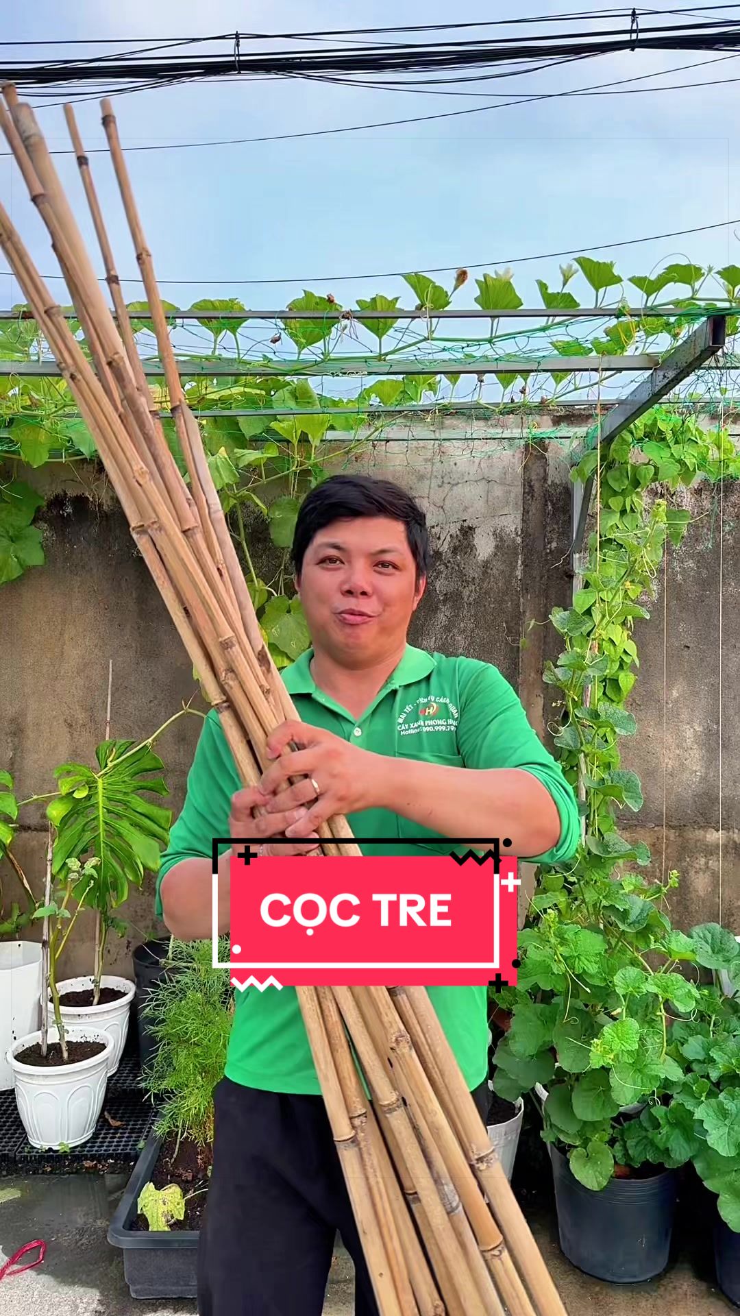 @C&acirc;y Xanh Phong Hồng