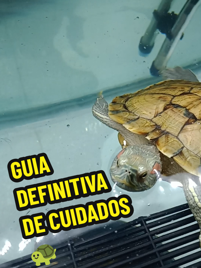@Tortubalance