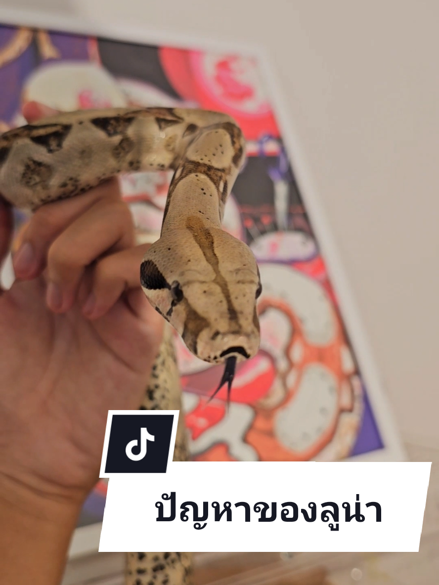 @NarondesU พ่องูคาราเมล