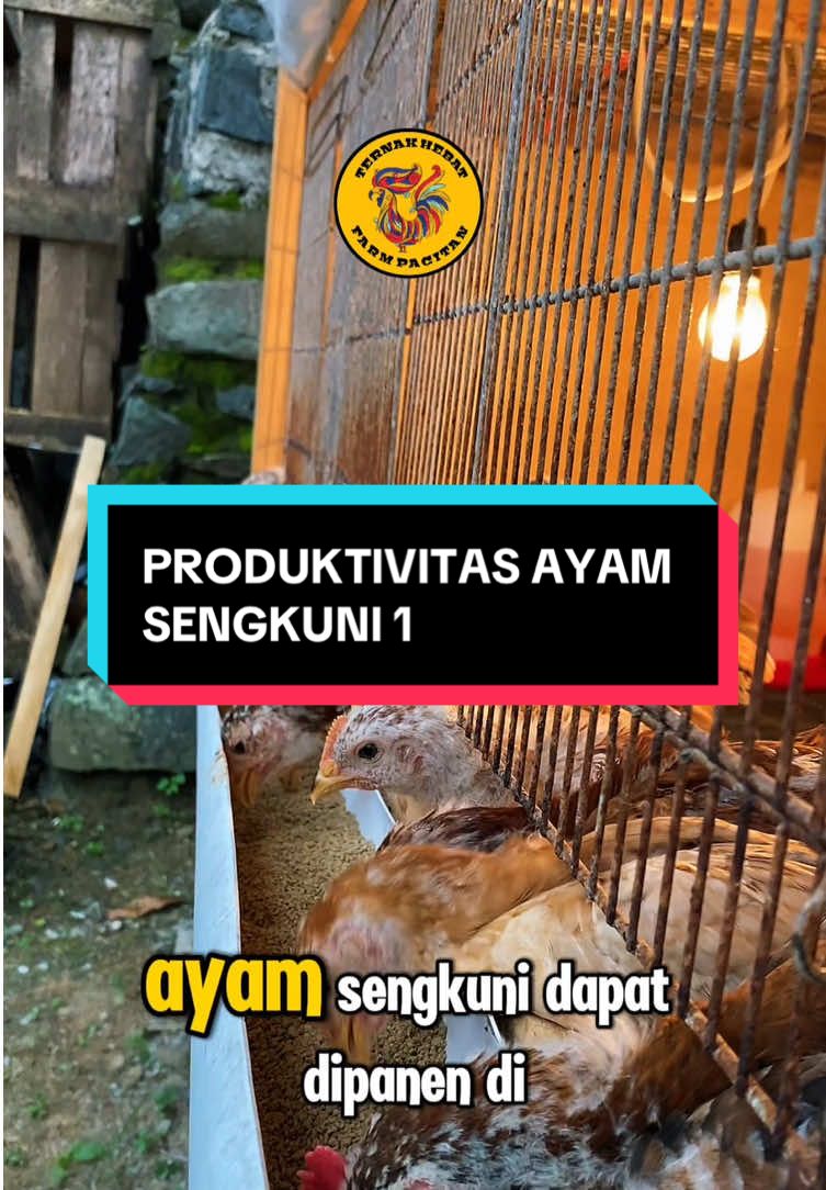 @TernakHebat