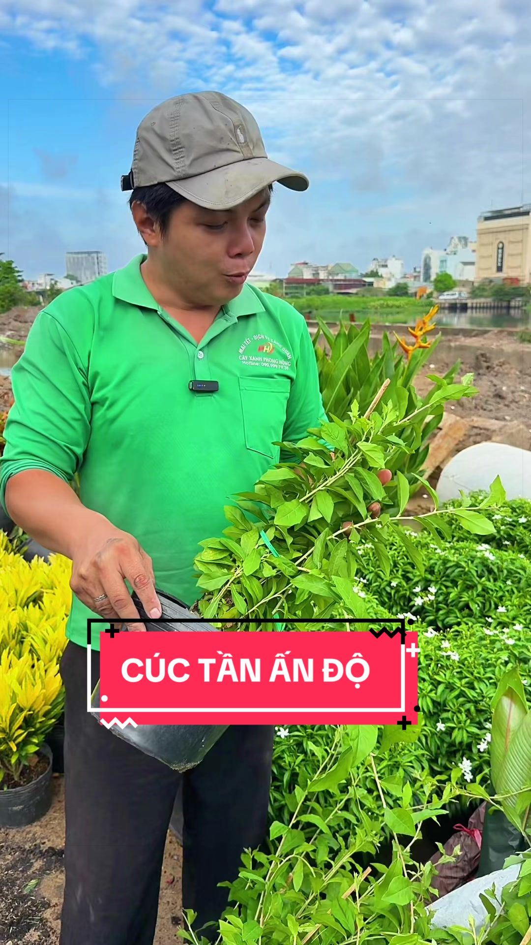 @Cây Xanh Phong Hồng