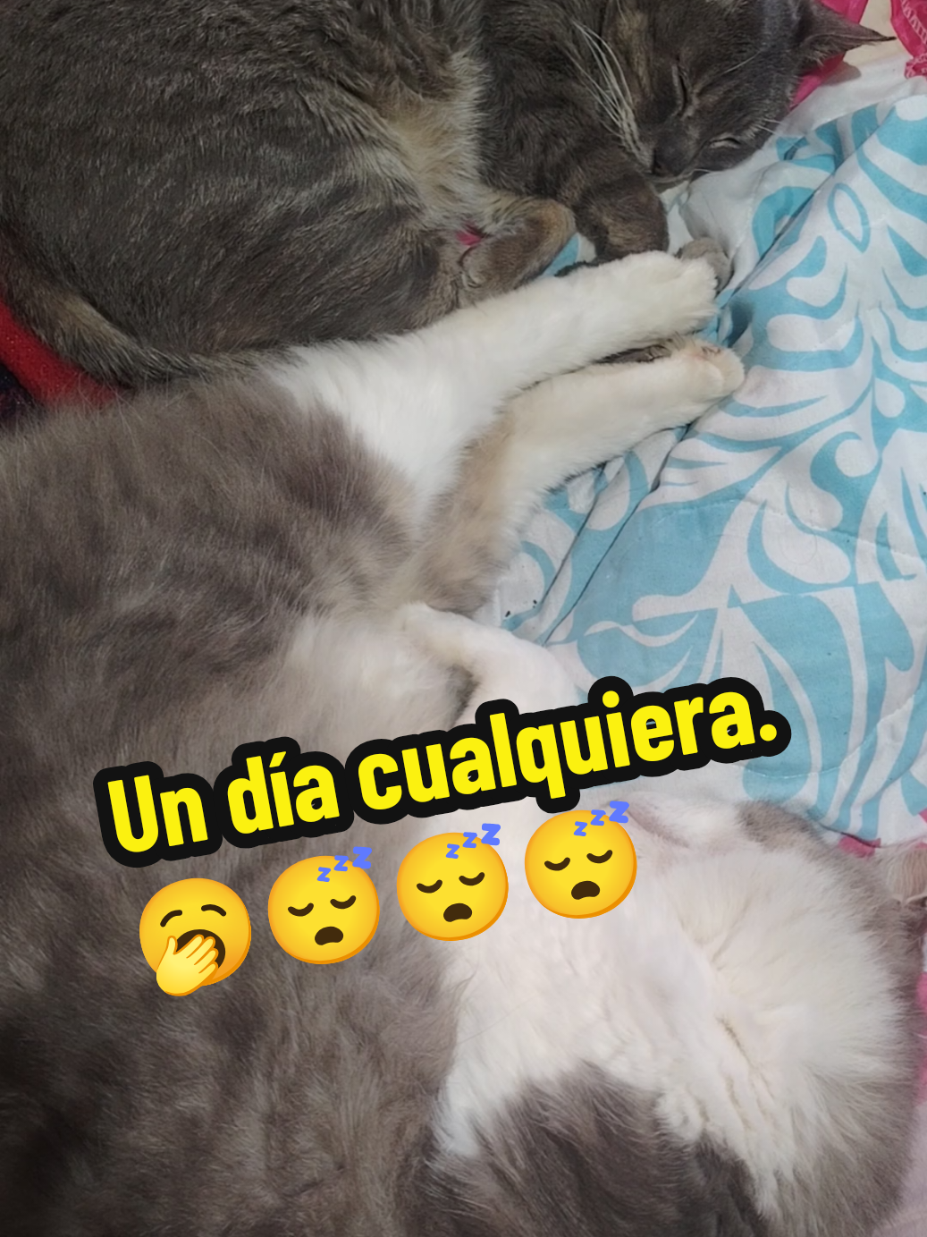 @Sanchez Marybel