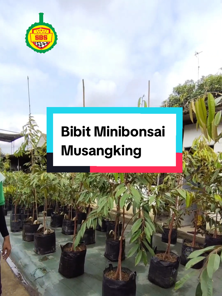 @Produksi Buah_SBS