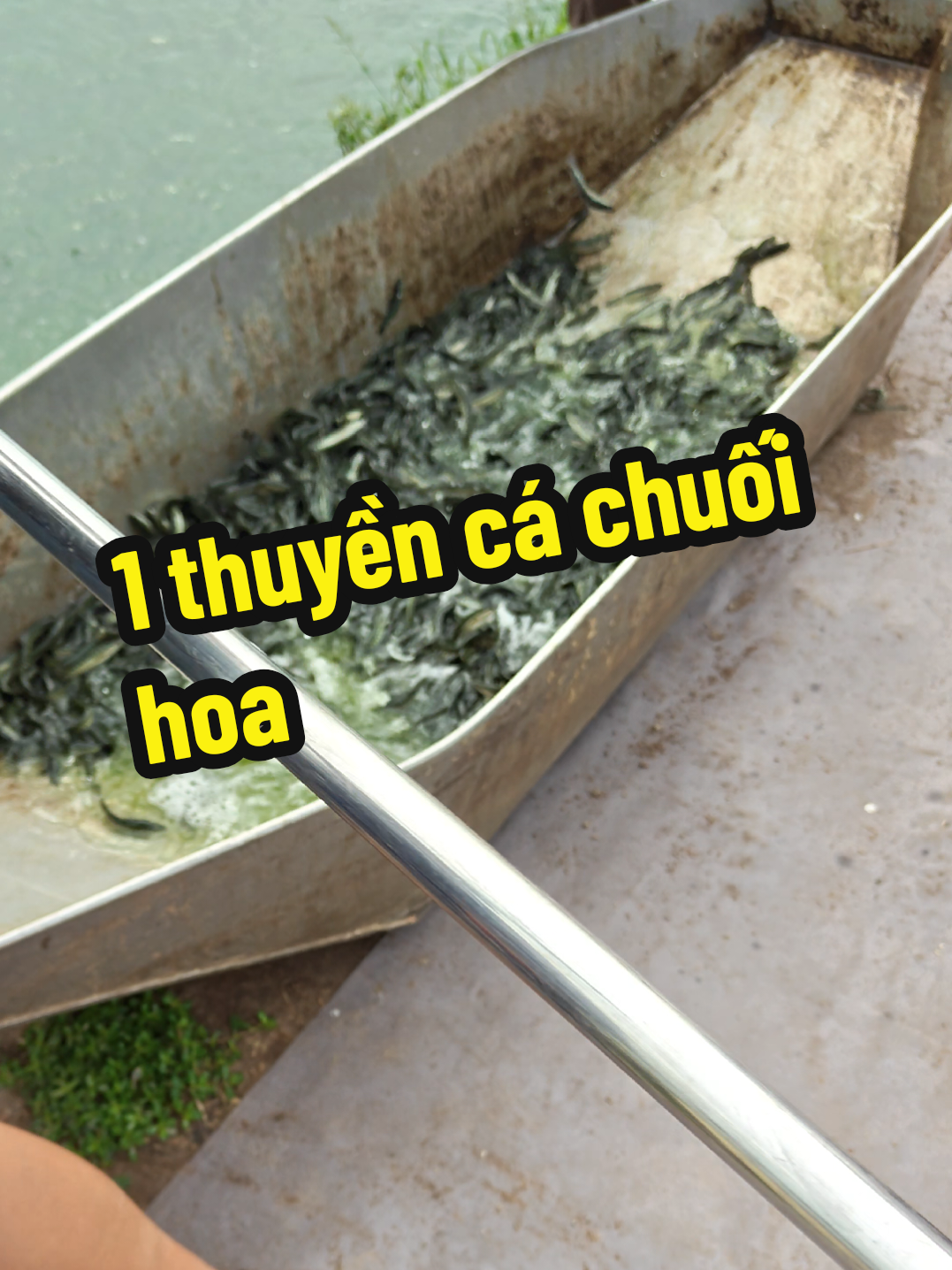 @C&aacute; Chuối Hoa