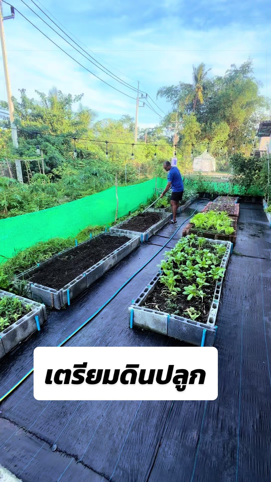 @ปลูกผักหลังเลิกงาน