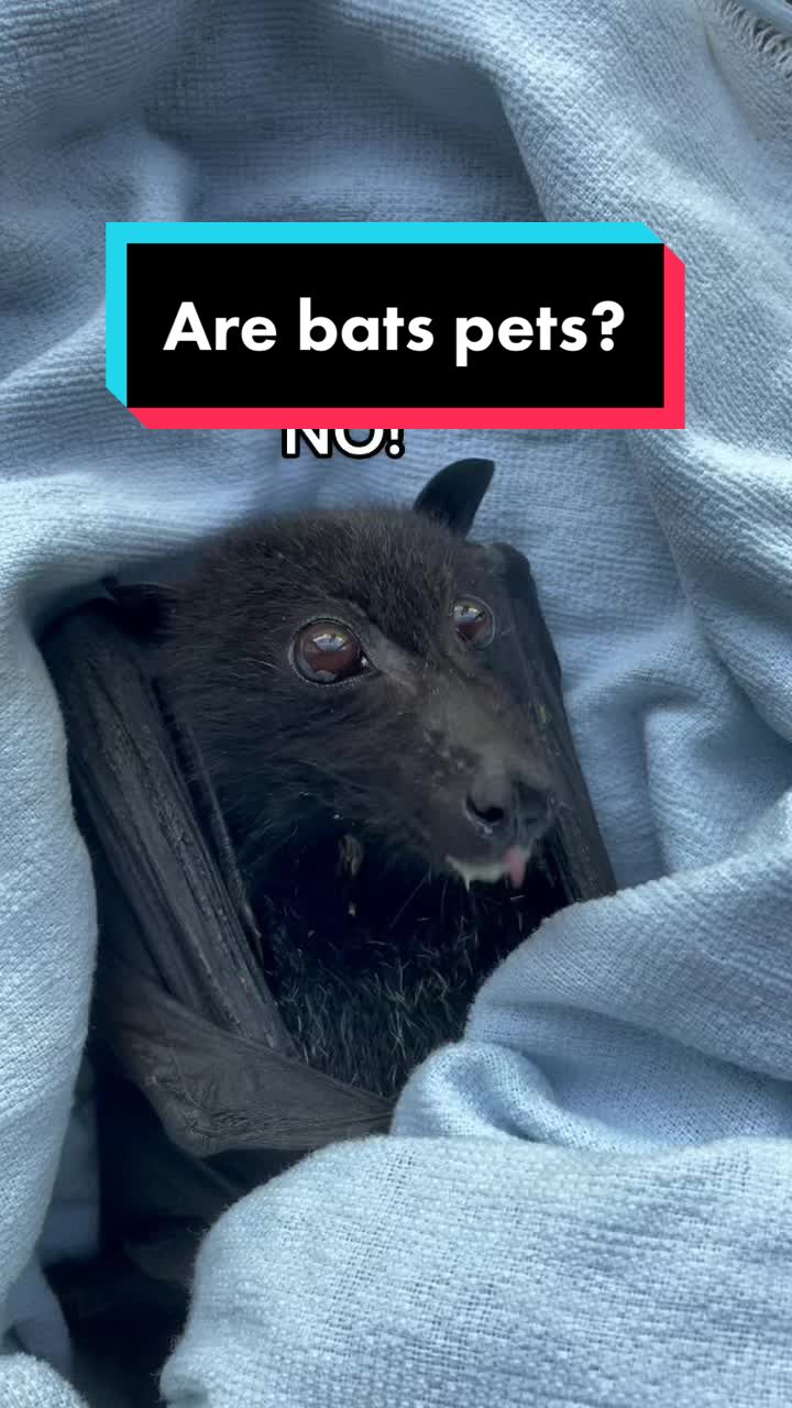 @🦇Jasmine 🦇
