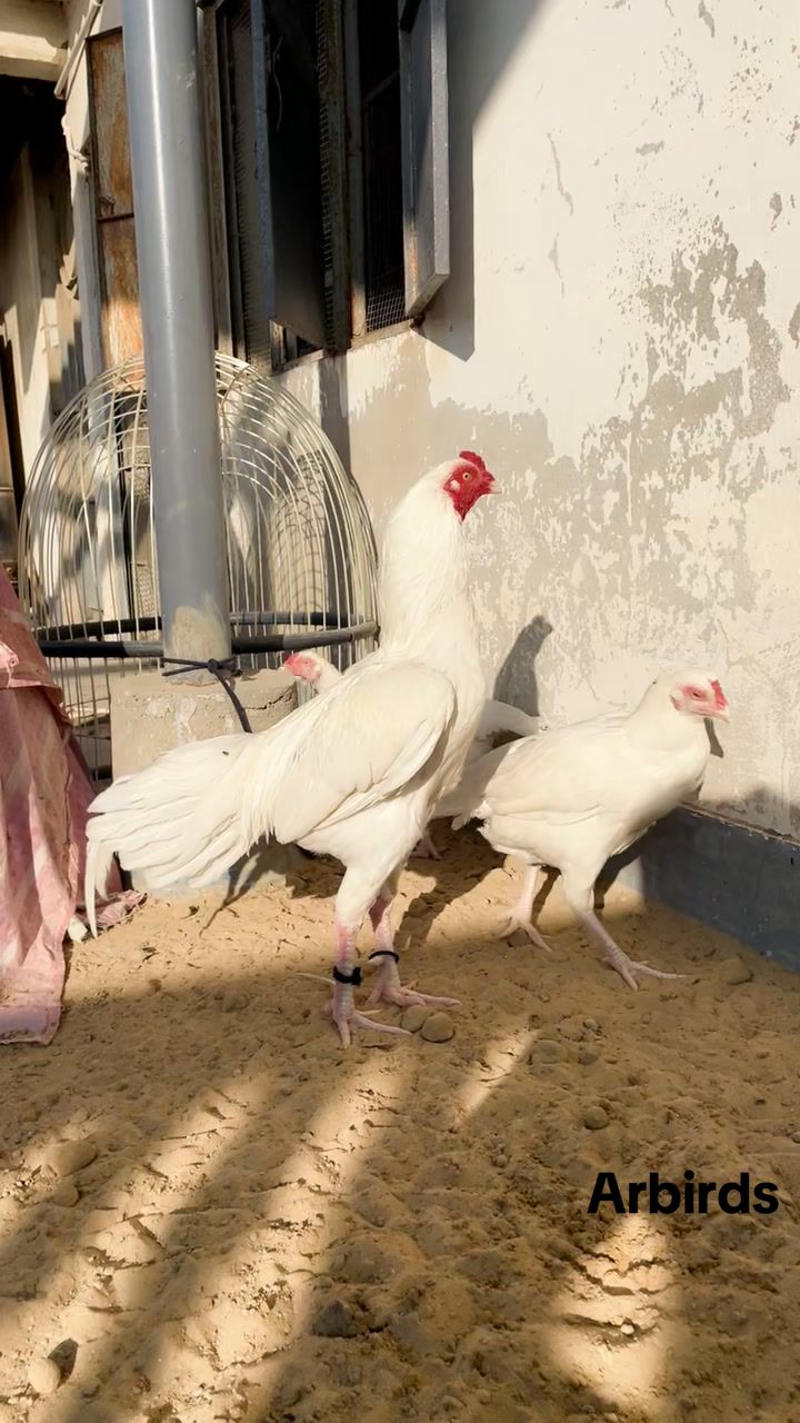 @AR Birds