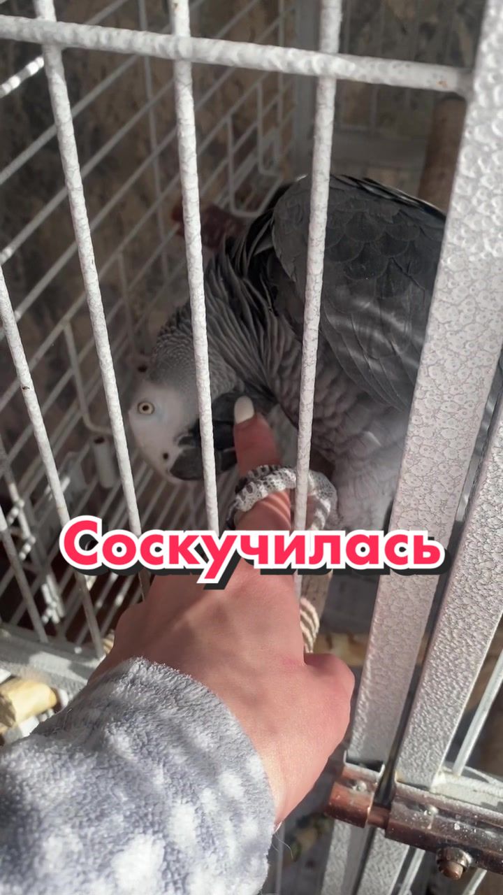 @Жако Кира