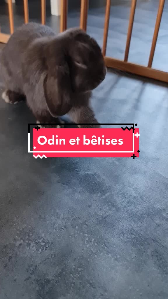 @Odin_le_lapin