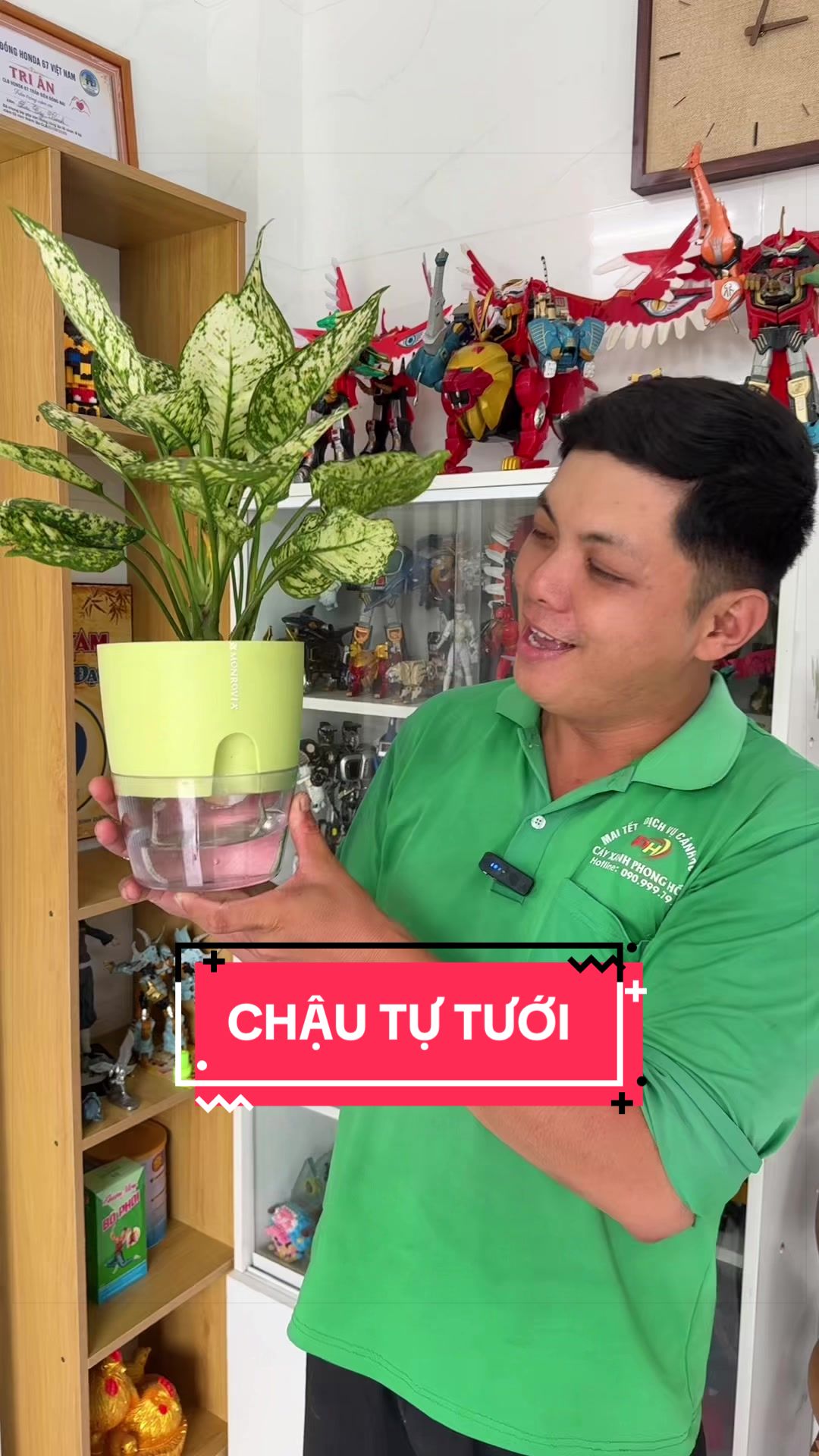 @Cây Xanh Phong Hồng