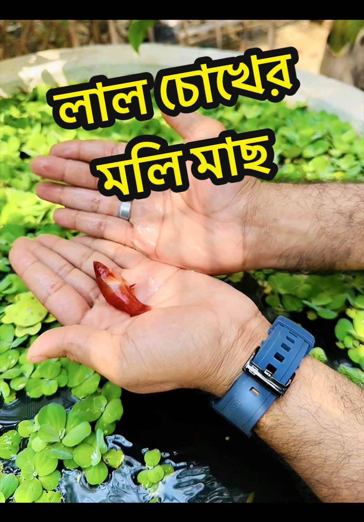 @Aqib Asif Trading (Ovi)