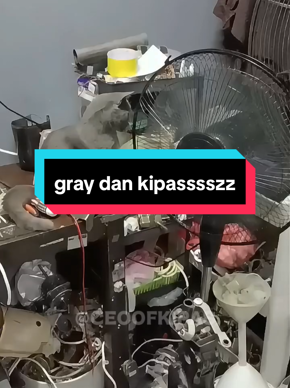 @CEO OF KIPAS (ALIFF)