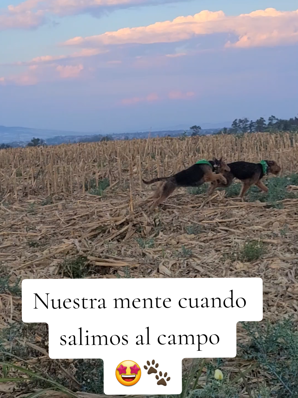 @Trufa Y M&aacute;ximo🐾Airedales