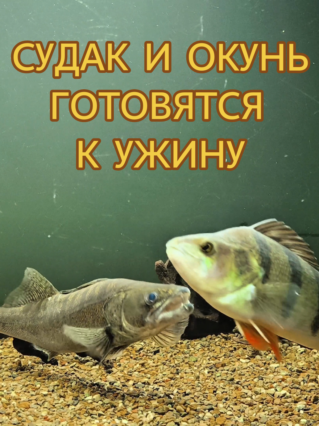 @Судак в Аквариуме