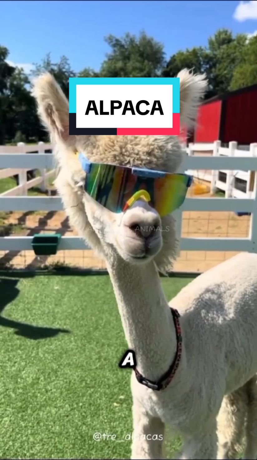 @ALL ABOUT ANIMALS