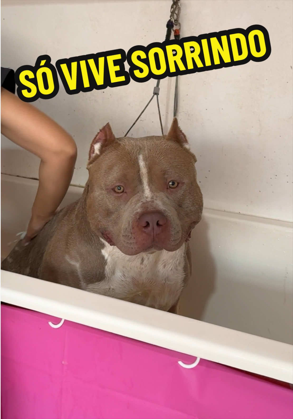 @Família Ragnar 🐶