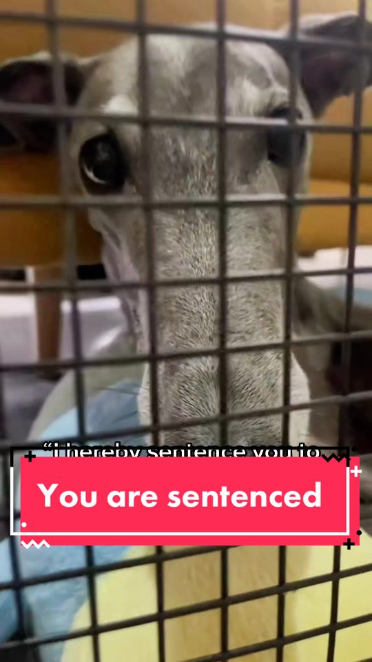 @harrythegreathound