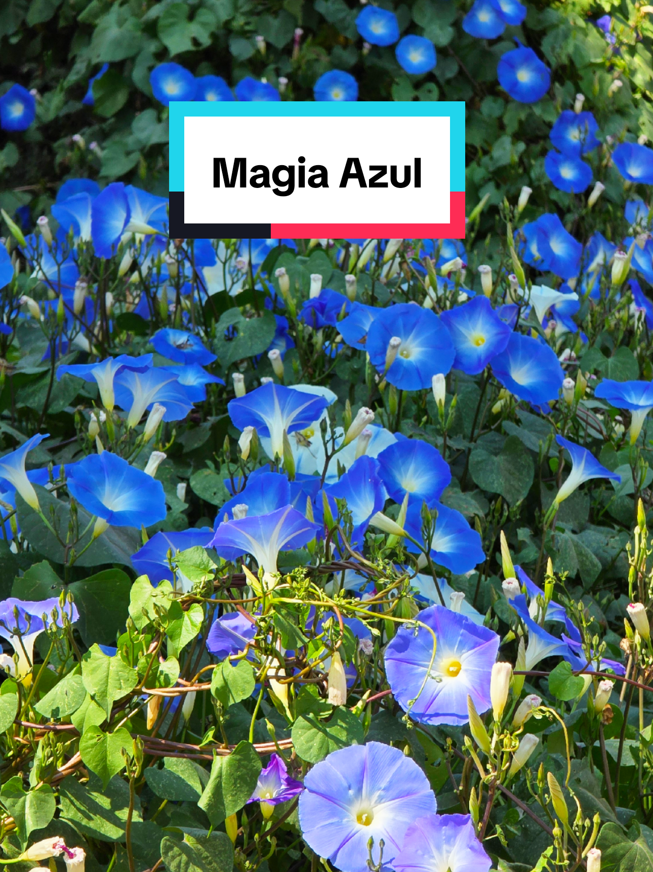 @Mau Zu&ntilde;iga