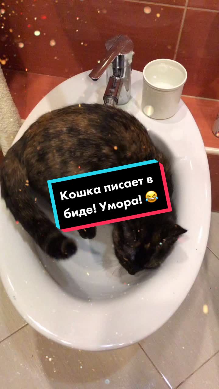 @Drinking_Cat