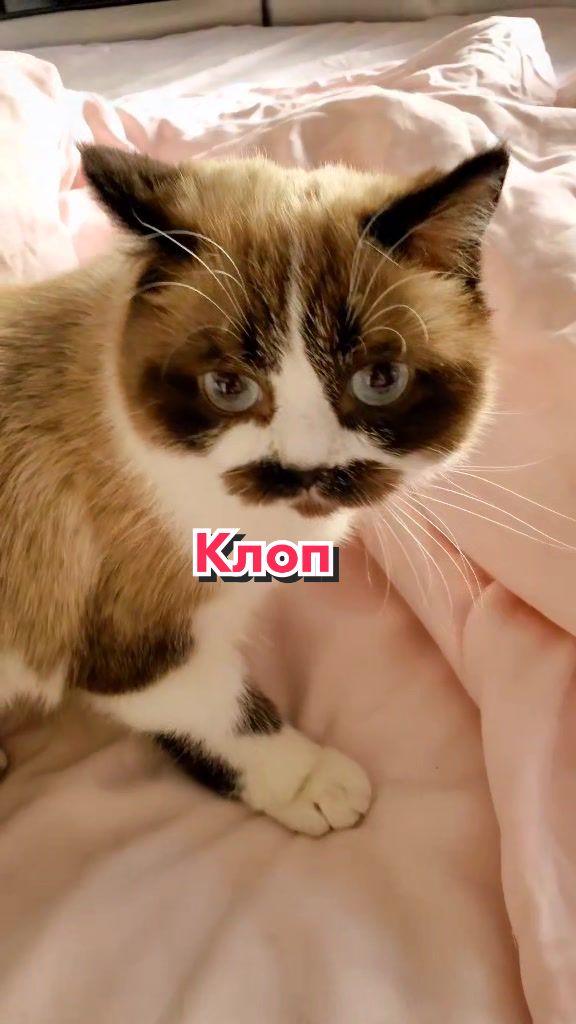@Кот Клякса