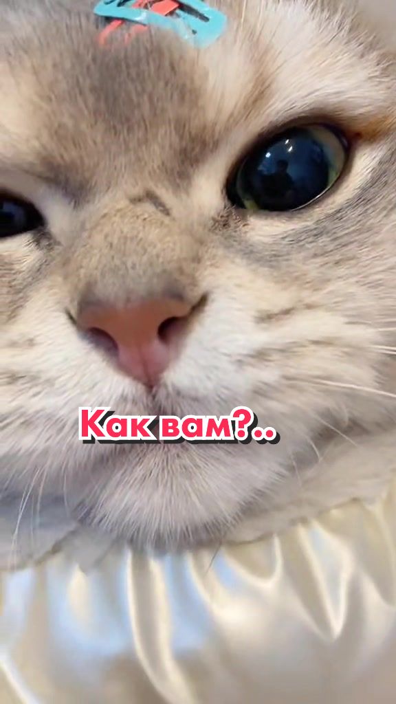 @Кот Клякса