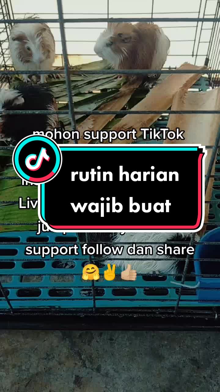 @tikusbelandamelaka