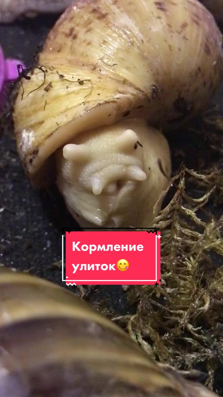 @Улиточки ахатины 🐌💕