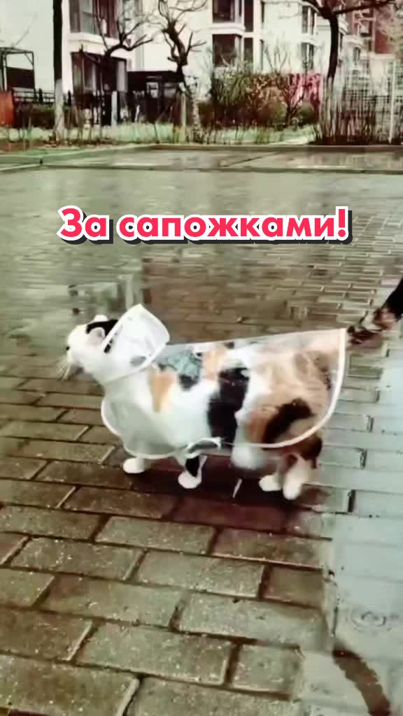 @Кот Клякса