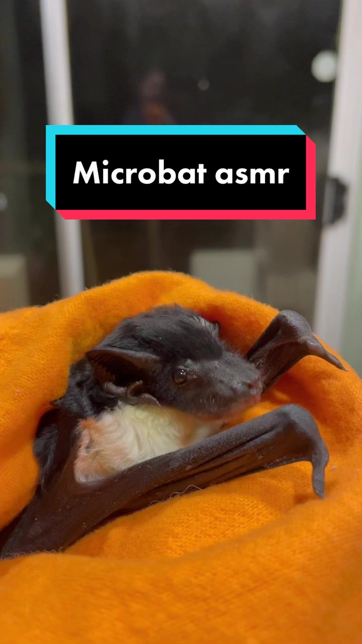 @🦇Jasmine 🦇