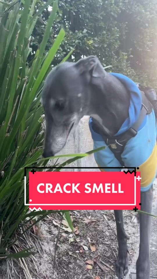 @harrythegreathound