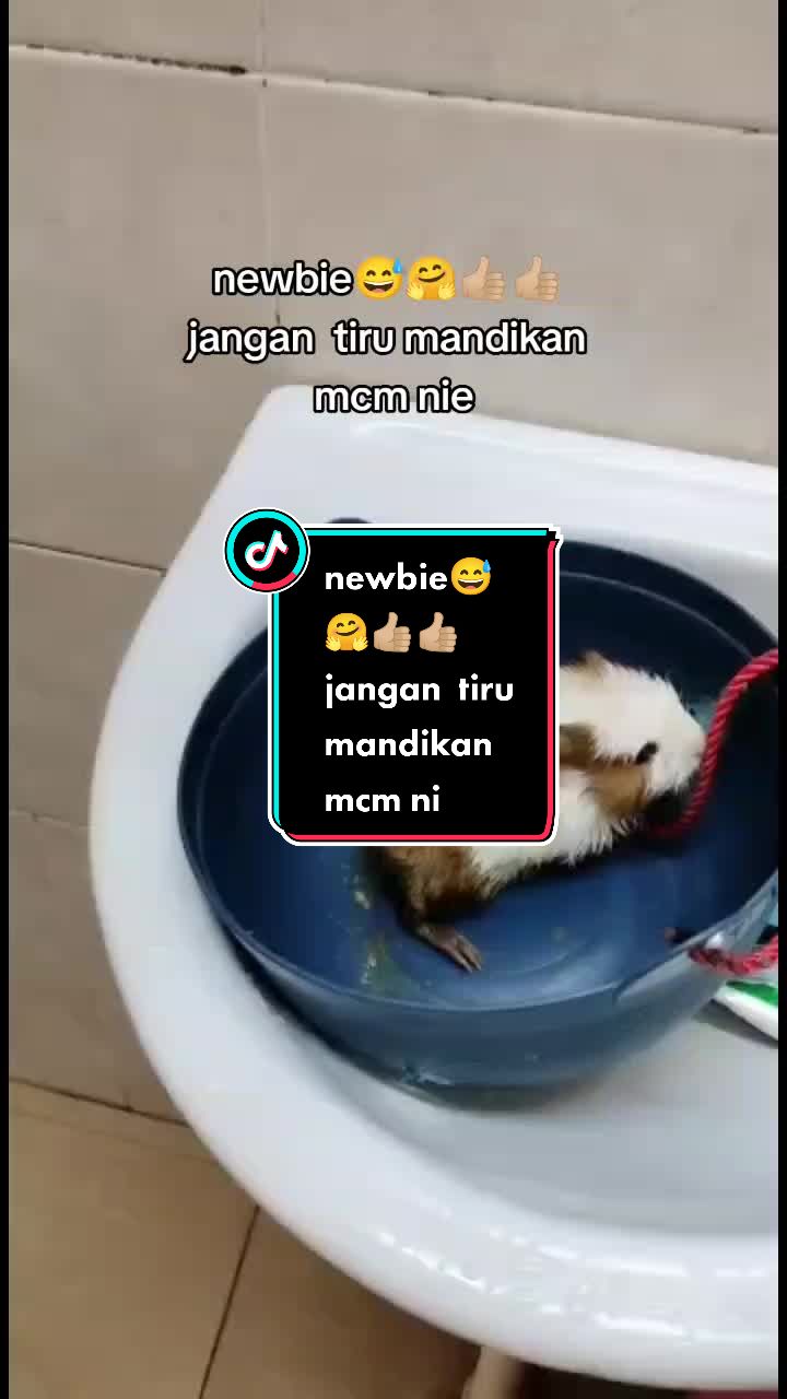 @tikusbelandamelaka