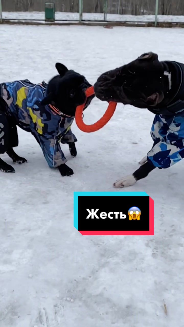 @Малыш Монти и Ди 🖤