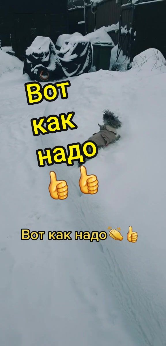 @goshagall