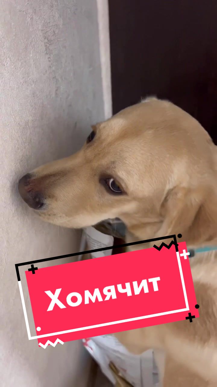 @Deni🐾Mani